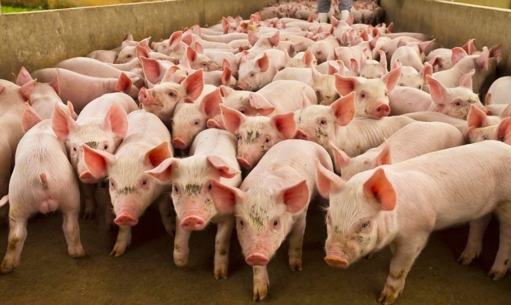 A picture of pigs produced in animal agriculture that contribute to zoonotic diseases