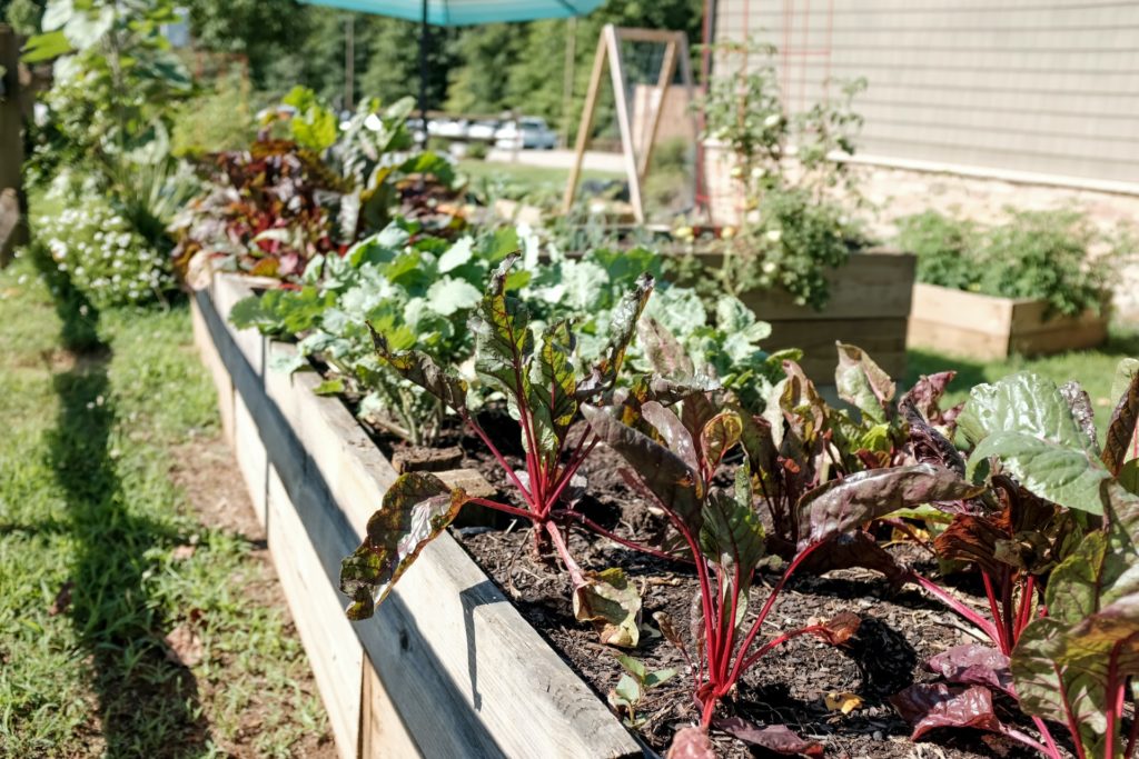 A picture of a vegetable garden, a way yo reduce your food carbon footprint