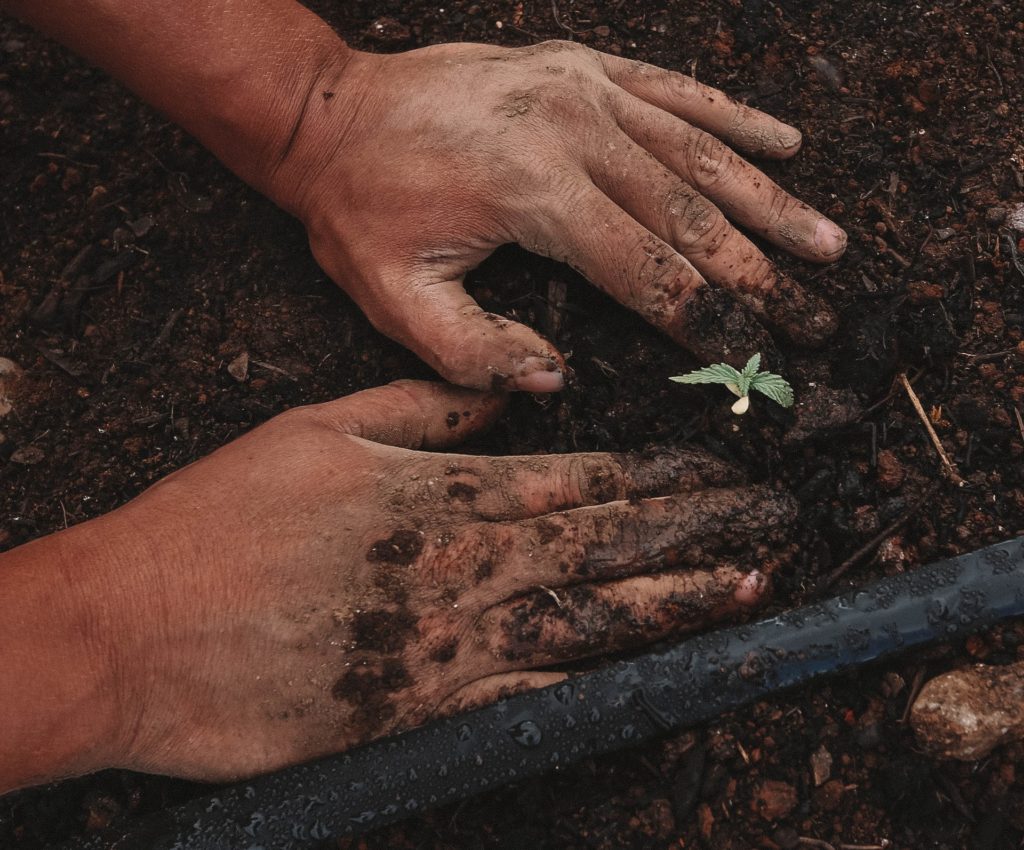 An image of a person planting trees as part of a carbon offset program