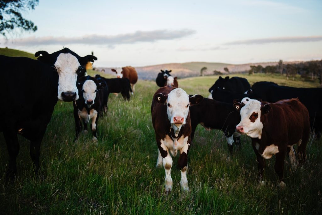 An image of cows on a farm