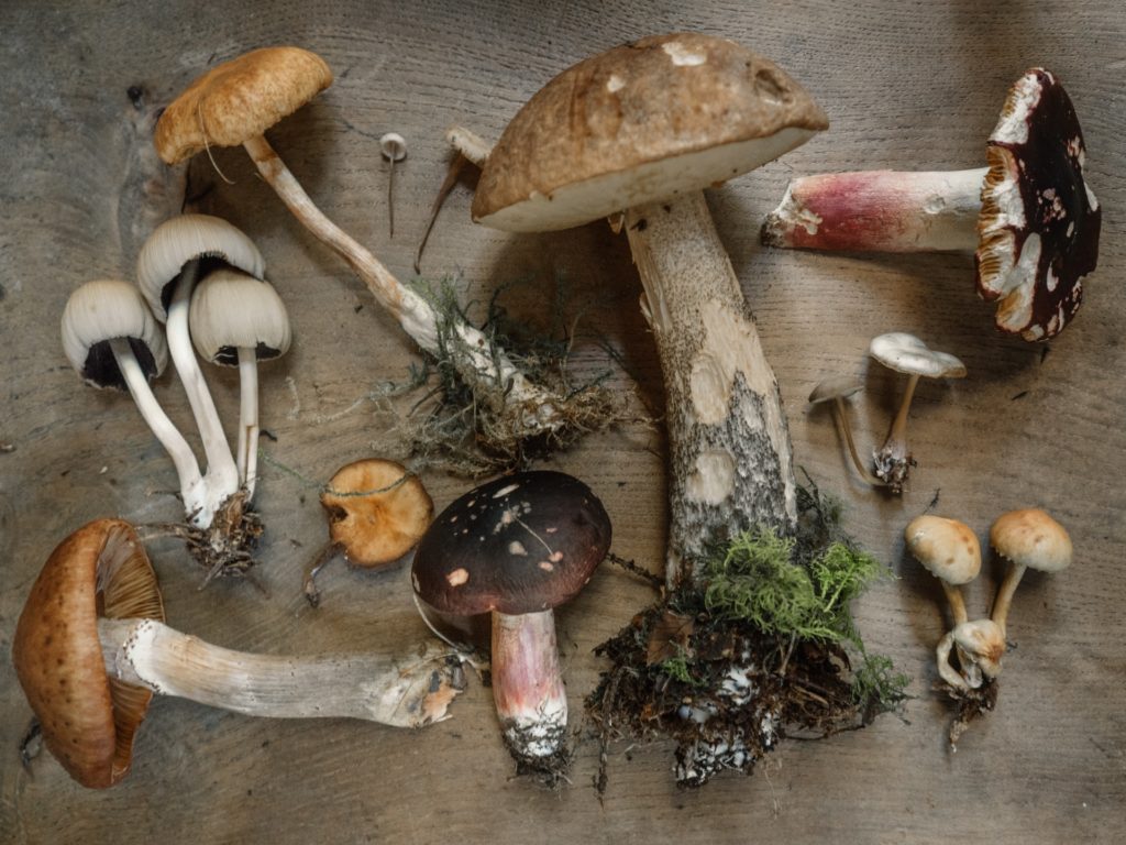 An image of vegan mushrooms
