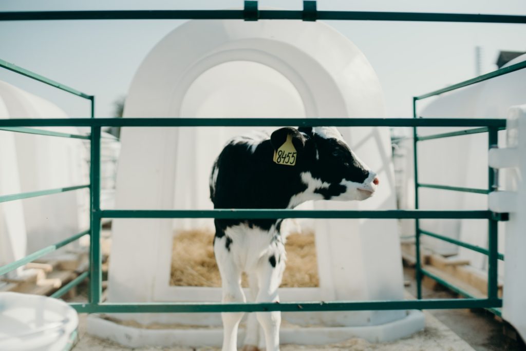 An image of a dairy calf in a pen