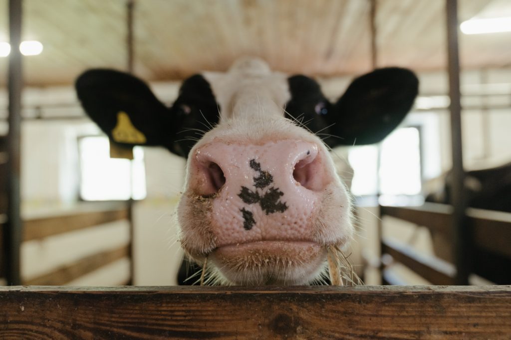An image of a dairy cow on a farm sanctuary