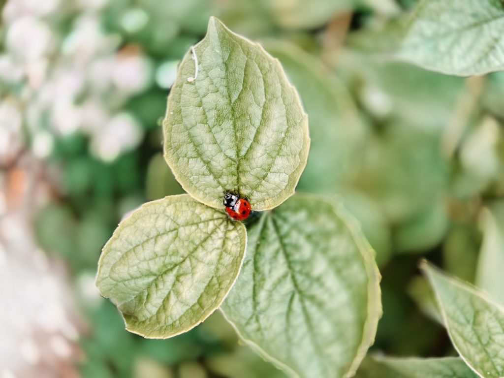 An image of a plant and an insect