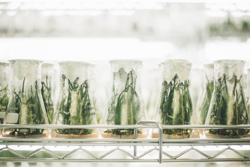 An image of lab-grown plants