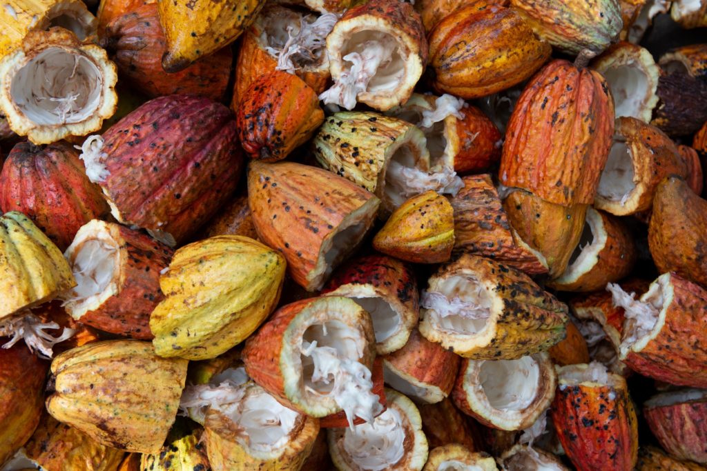 An image of cocoa pods 