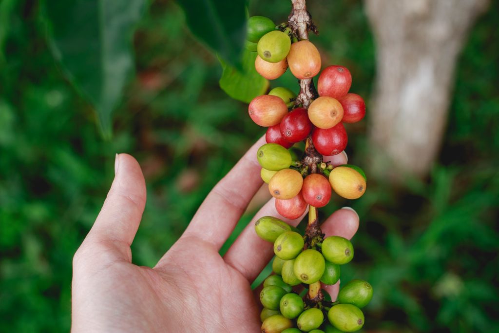 An image of coffee pods growing from a coffee plant
