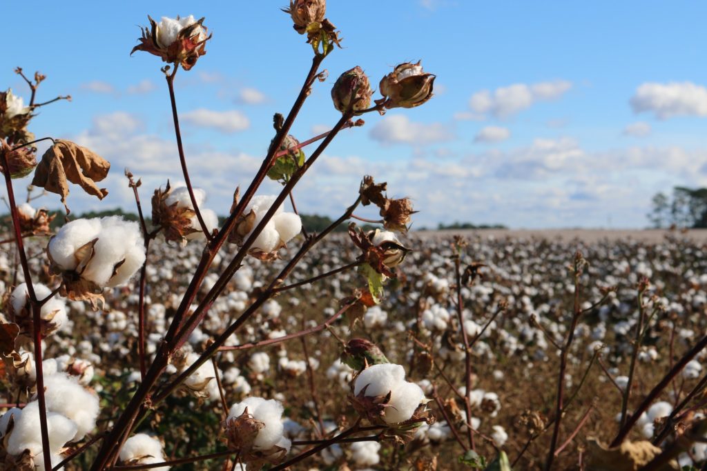 An image of traditionally grown cotton