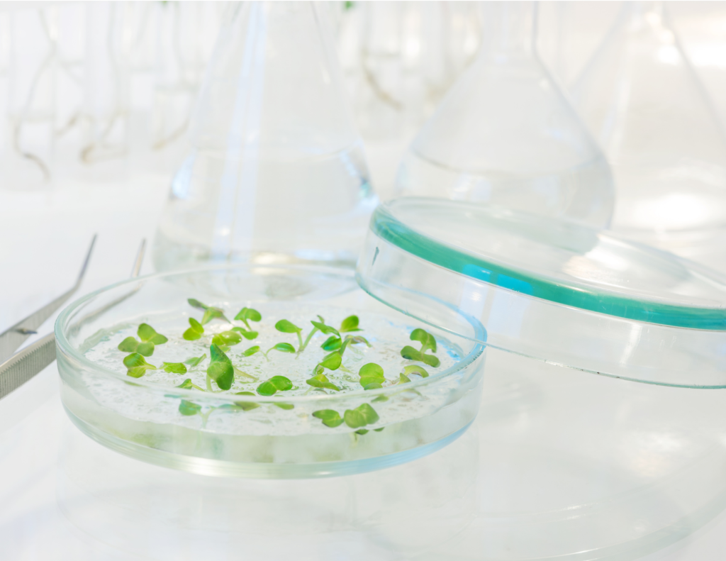 An image of lab-grown plants growing in a culture dish.